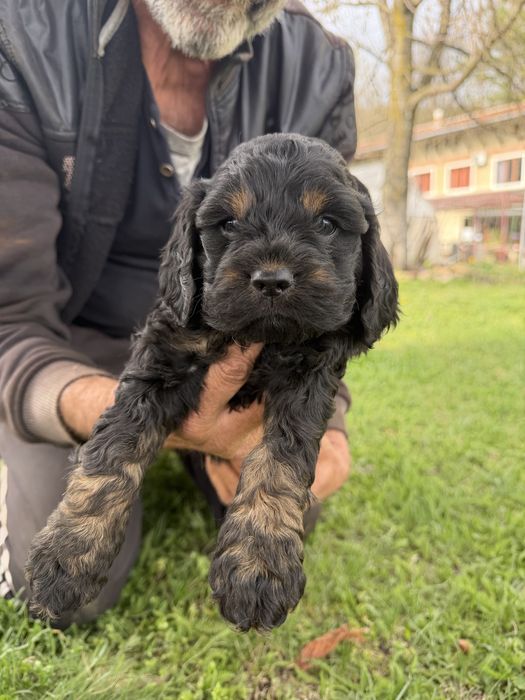 Лагото Романьоло