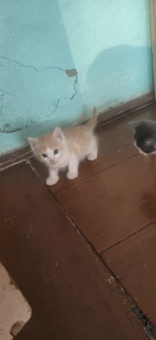 Отдам 4 красивых котят