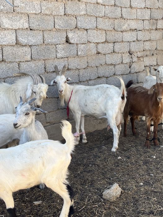 Жалаңаш орыс балапандары