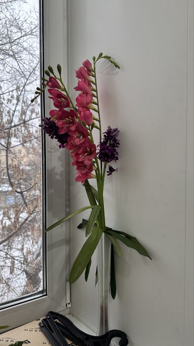 Цветы, комнатные растения