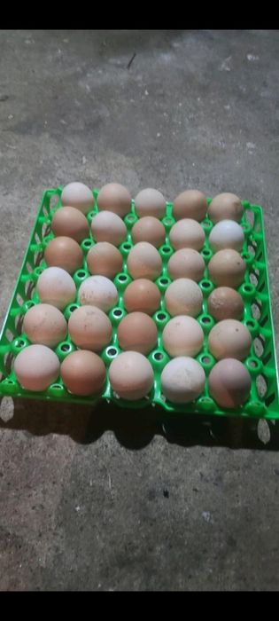 Ouă de casă Turnu-Roșu