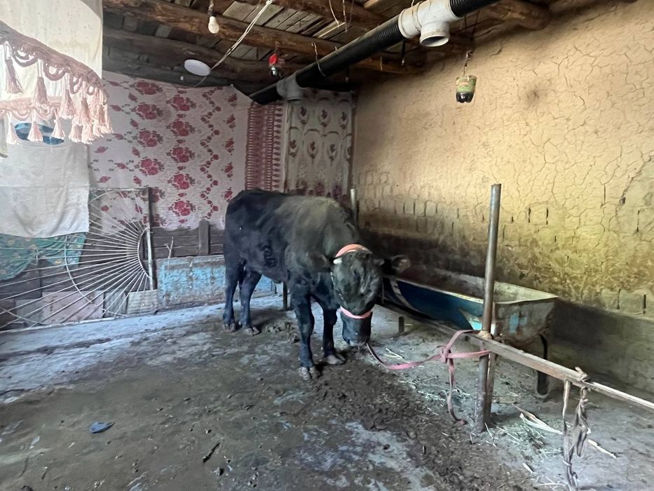 Кора мол сотилади