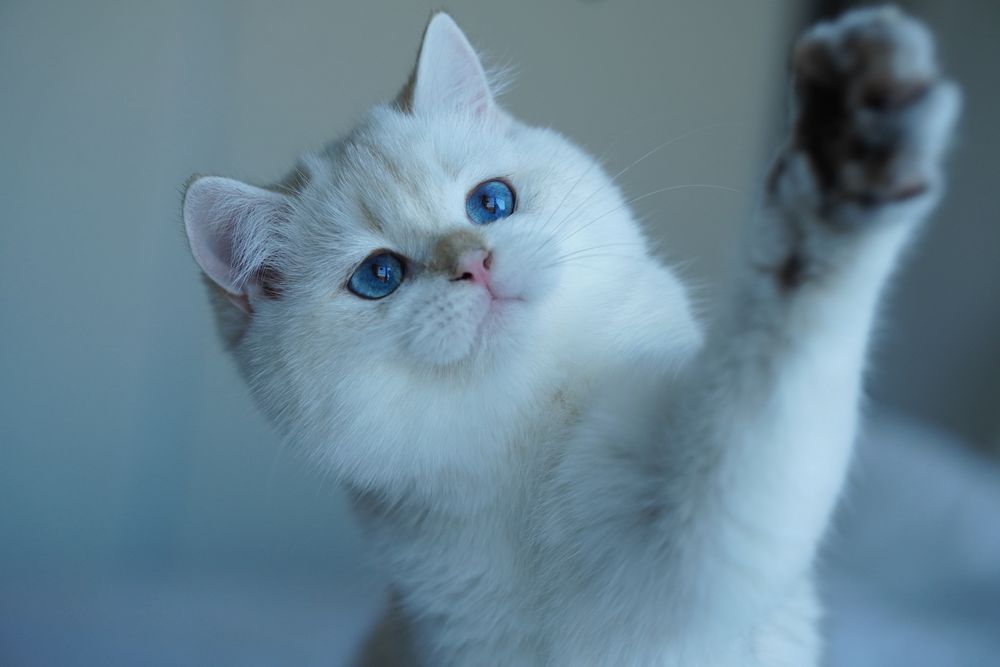 British Shorthair cu pedigree / Mascul