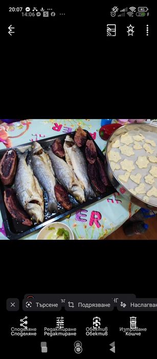 Разсад батати (сладки картофи)