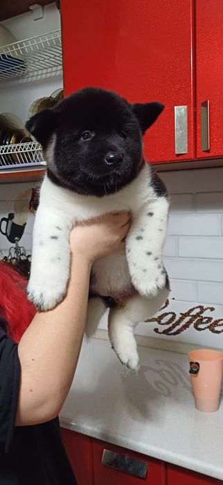 Щенки красивые с документами