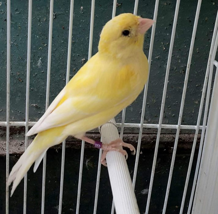 Canari Malinois Mascul