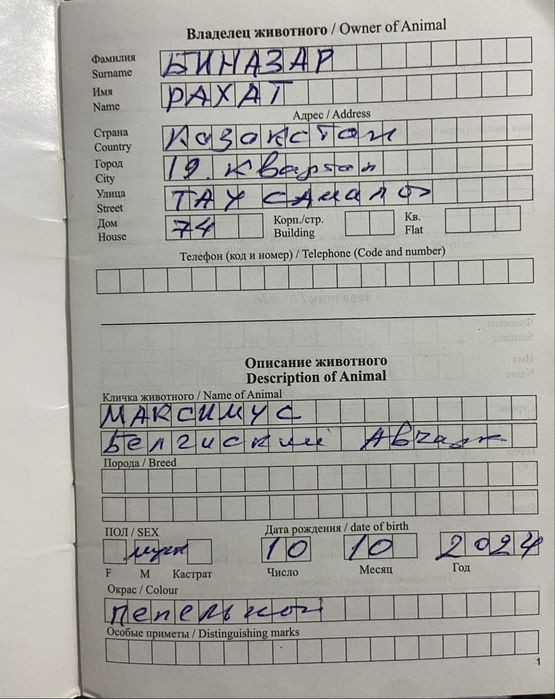 Бельгийская овчарка Малинуа