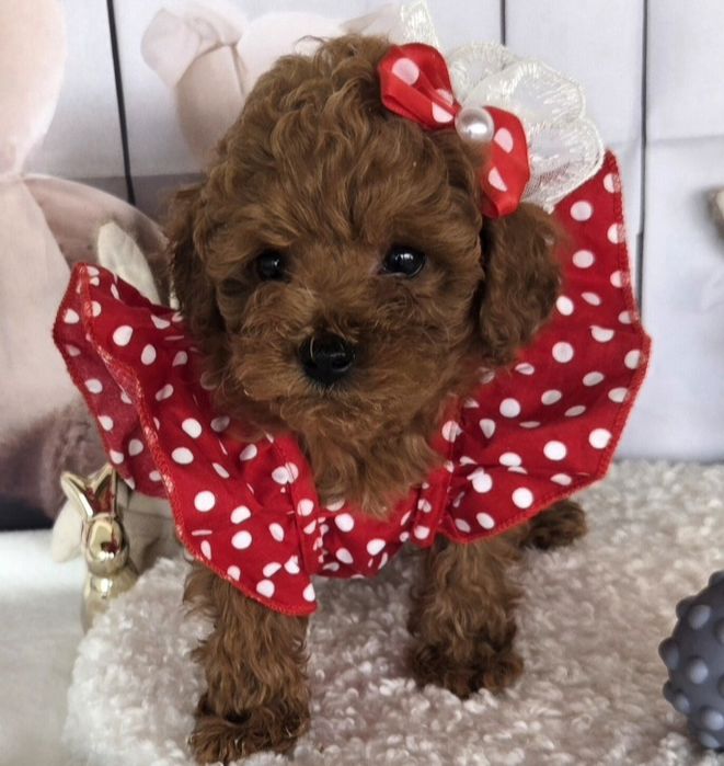 Пудел той /Poodle toy с генетични тестове на родителите с родословие