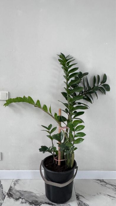 Продам комнатные цветы