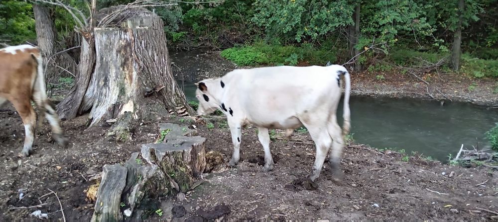 Продам. Бычок 1,5 лет
