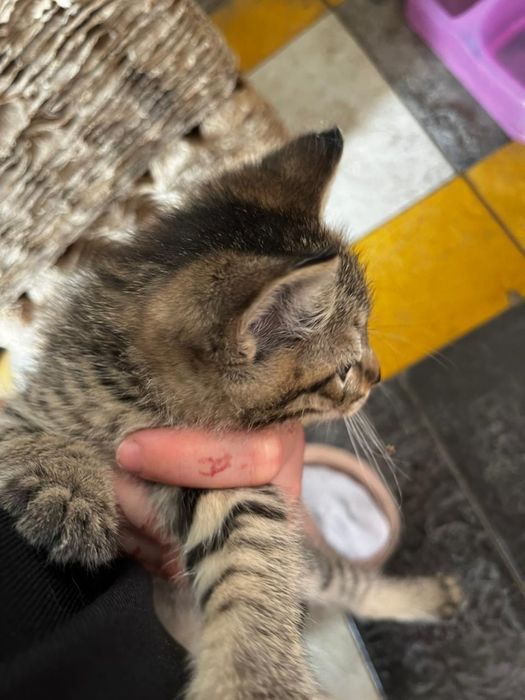 Отдам котенка в хорошие руки