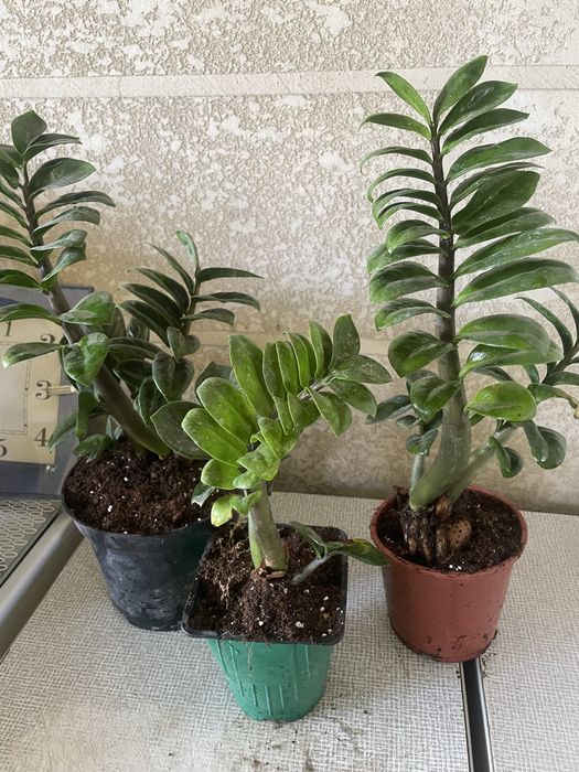 Комнатные растения