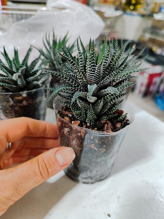 Продам Хавортию полосатую