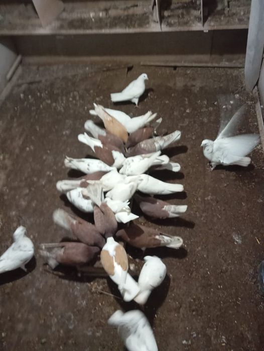 Продам партию голубей