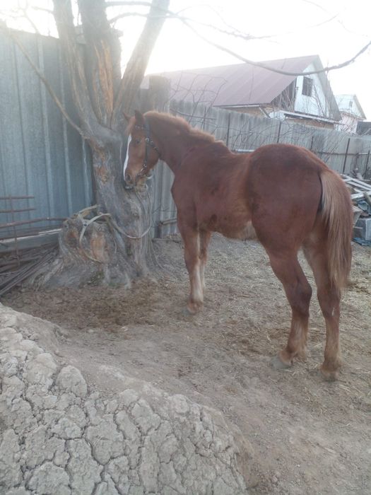 англо тяж кабылка