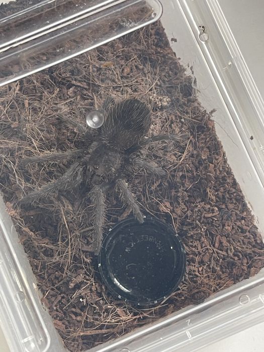 Тарантула Tarantula Lasiodora Parahybana