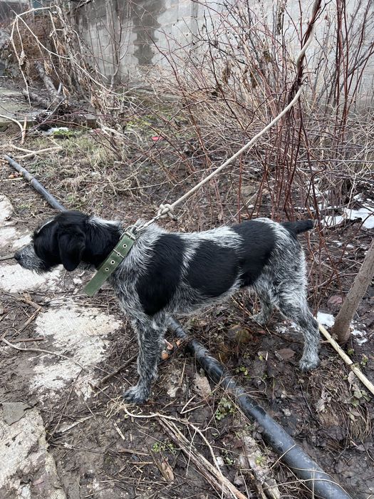 Продаеться дратхаара