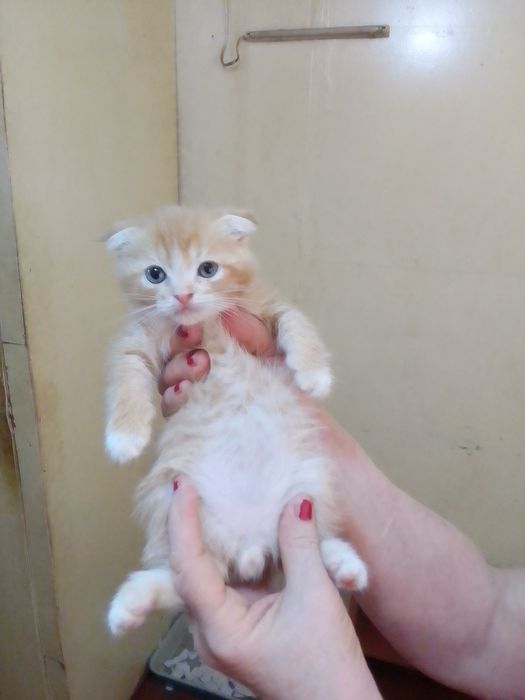 Продаются.катята.