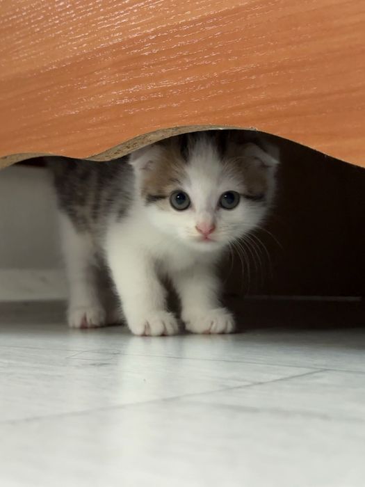 Продам шотландских котят