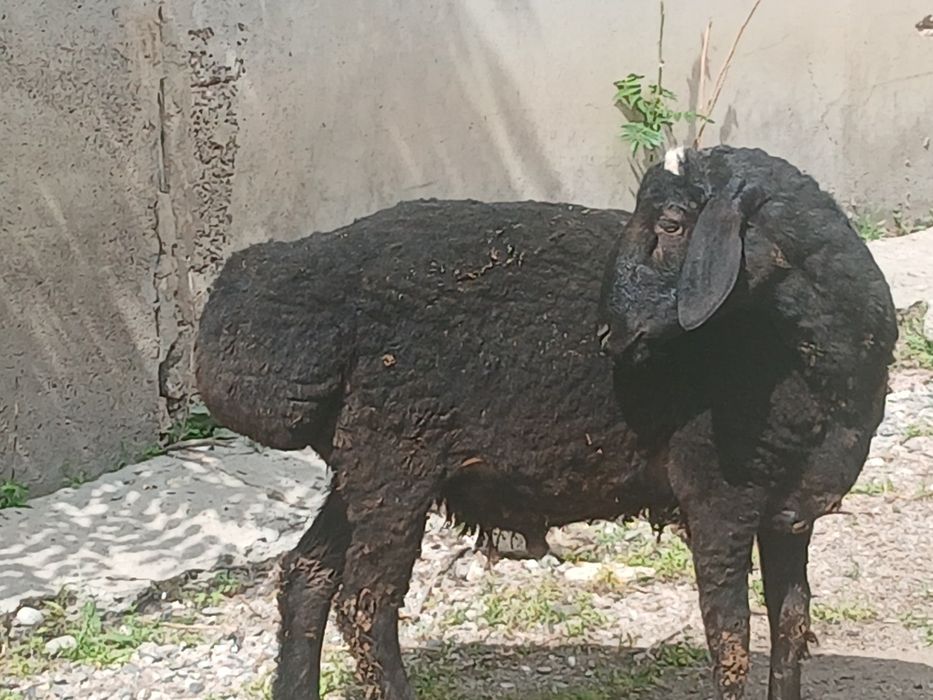 Кучкор сотилади 7 ярим млн