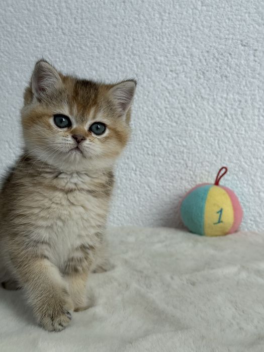 British golden ticked tabby