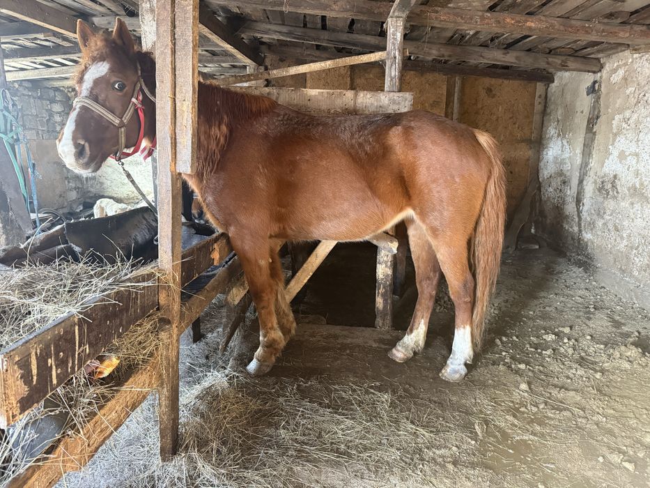 Бие жуас мінгі…………….