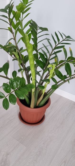 Замиокулькас (долларовое дерево)