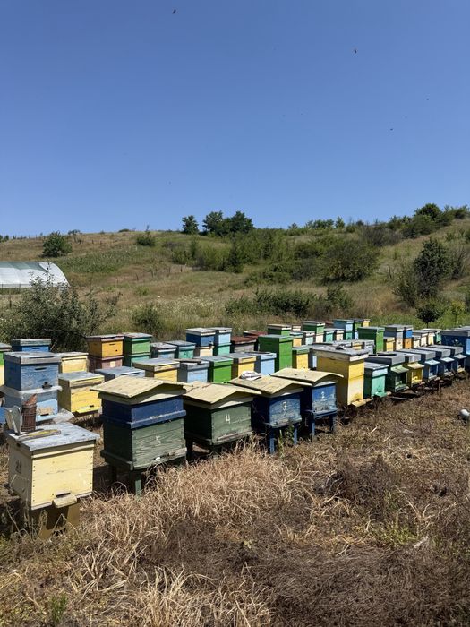 Vand stupi si miere naturala ( angro 15 lei kg) sau la kg