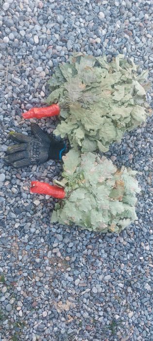 Веник    дубовый