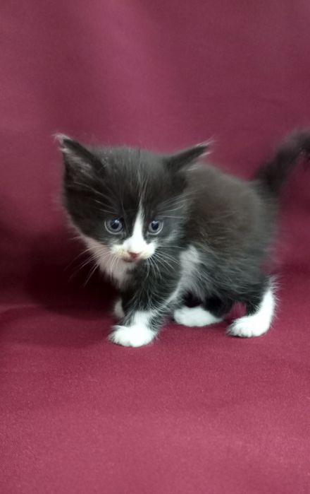 Отдам милых котят в хорошие руки