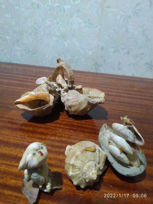 Продаются ракушки