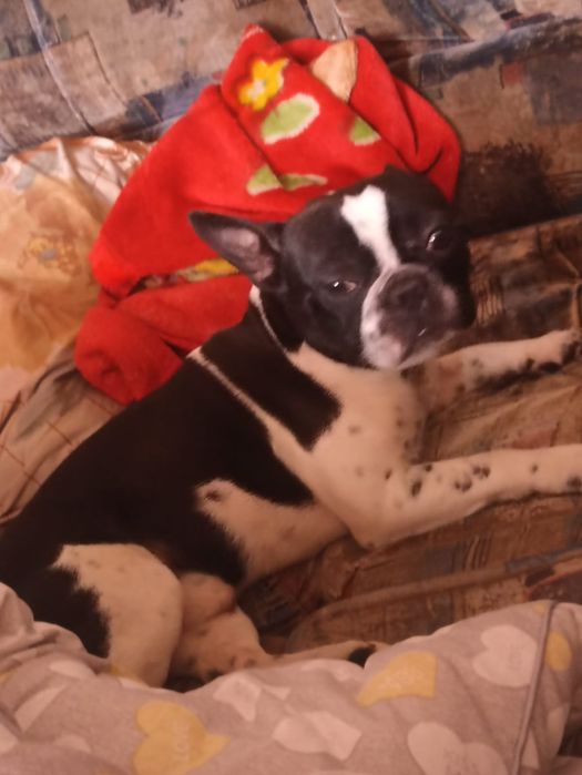 Продам французского бульдога