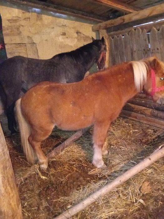 Vând sau schimb caii si măgari