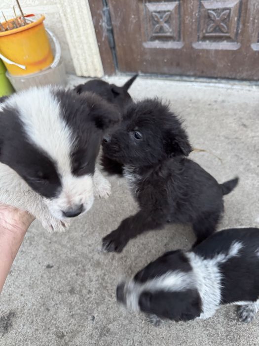 Отдам в добрые руки щенята