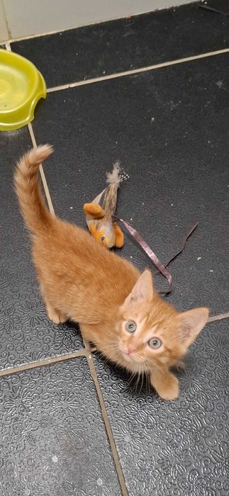 Отдам в добрые руки котенка, мальчик