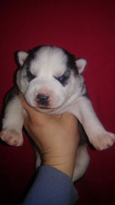 Продам щенков сибирский хаски