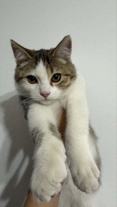 Отдам котенка мальчик