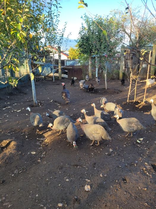 Vând bibilici frumoase