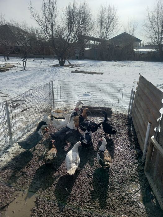 Утки домашние кряколки и индоутки