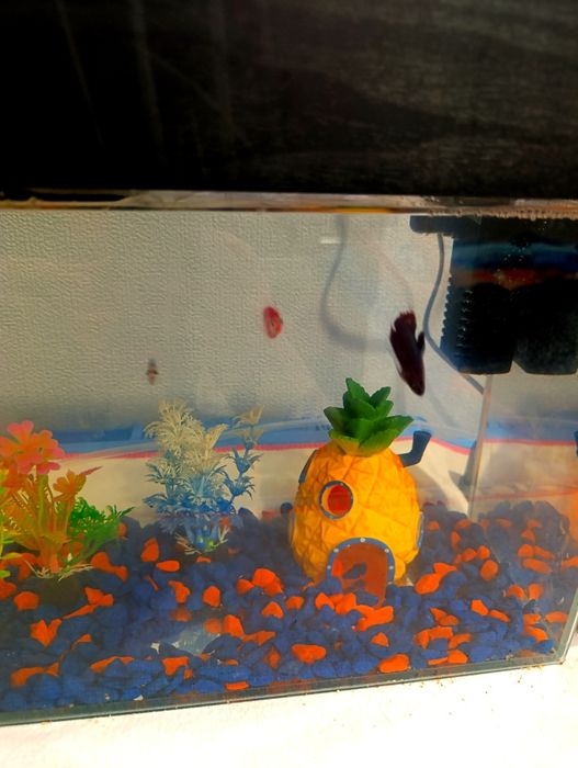 Продам аквариум с рыбками