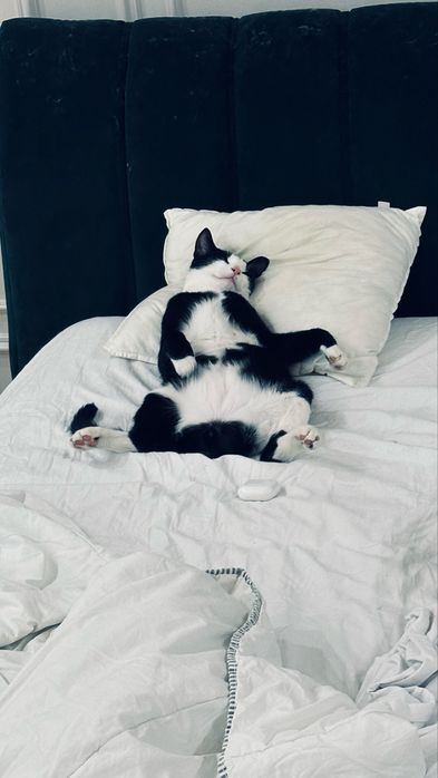 Ищем любящую семья для кота!