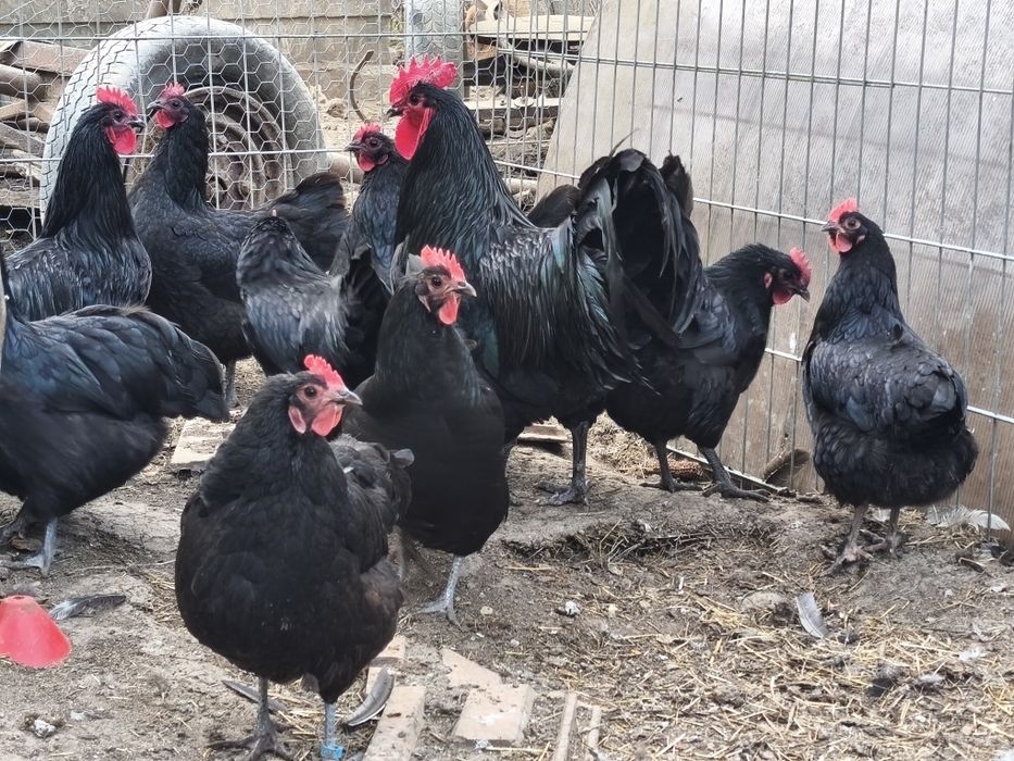 Pui de găină diferite rase