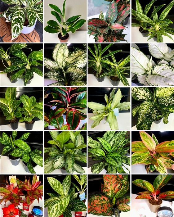 Сувениры и цветы