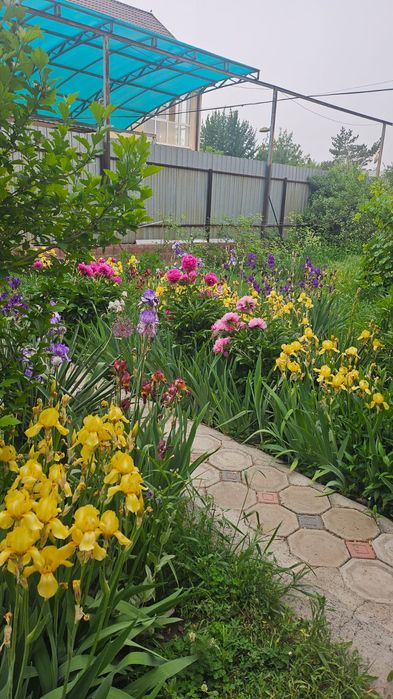 Цветы ирисы розы тюльпаны пионы