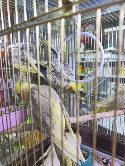 В продаже кареллы