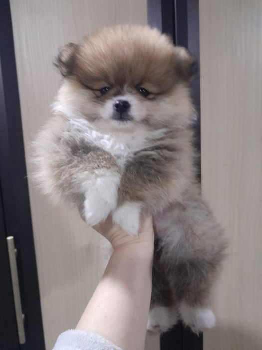 Продам щенков  шпица