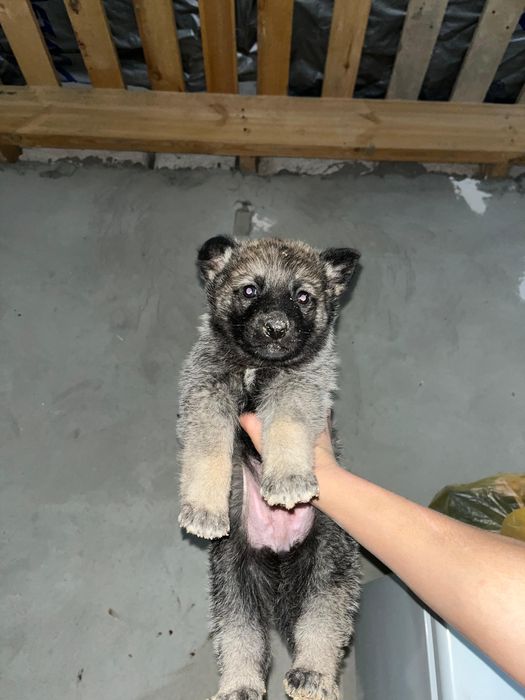 Щенок күшік собака