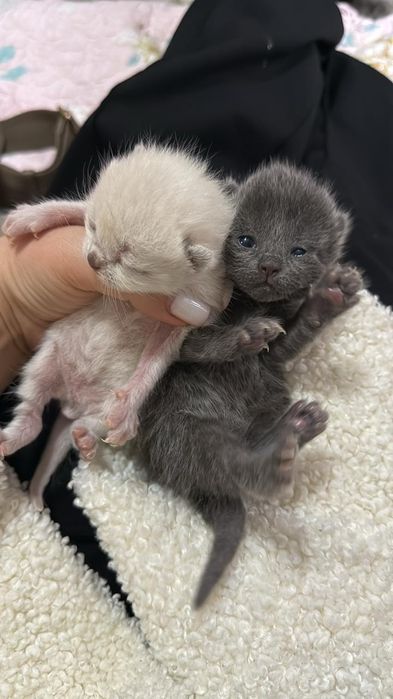 Вязка кот 2 года