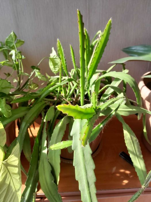 Сингониум ,толстянка