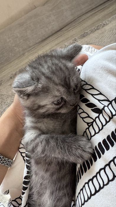 продам котят которые ищут хозяев!